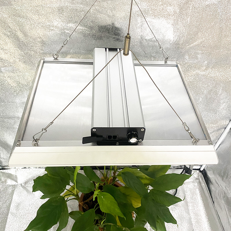 Hydroponic 100w Lux lucis ducitur ad Chillies
