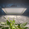 Crescere horto 100w LED lux ad Chillies
