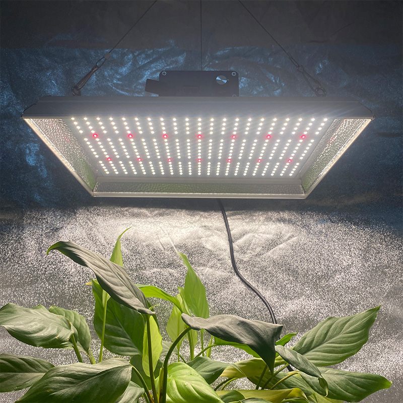 Maximum feruorem Umbraticis LED lux ad crescere tomatoes