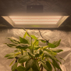 Hydroponic CD Watt DUXERIT crescere lumen chillies
