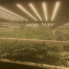 Plant 1000W LED lux ad Crescere Succulents