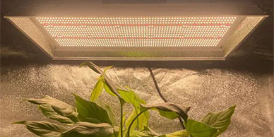 What is a quantum Board Led Grow Light?