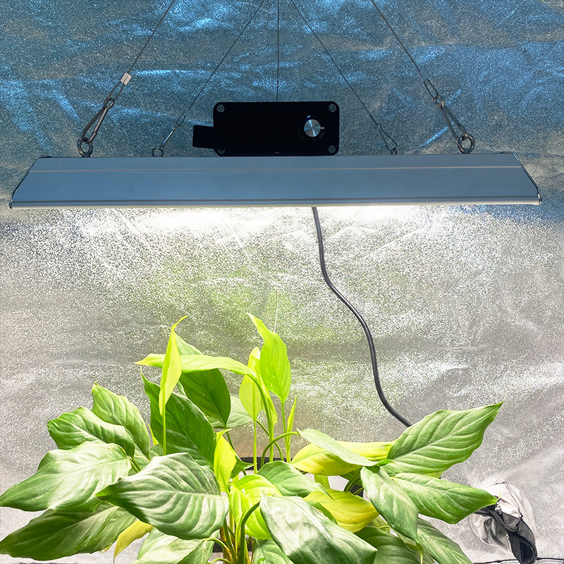 Crescere plantarum quantum LED lux ad Tomatoes