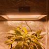 Maximum efficientiam Hydroponic DUXERIT crescere lucem tomatoes